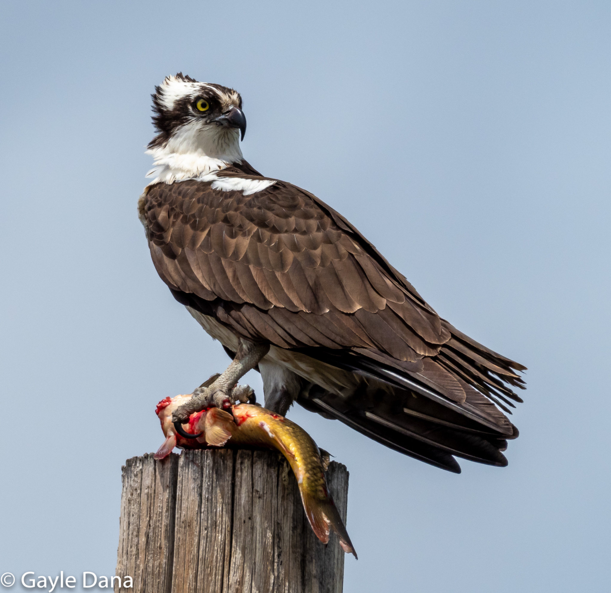 Osprey with fish